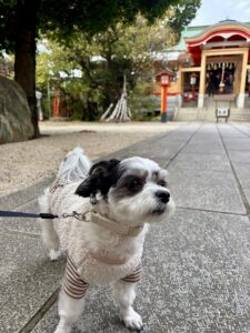 チップ　馬橋屋根